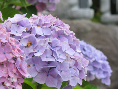 ６月には色鮮やかな紫陽花が咲く区画です。。