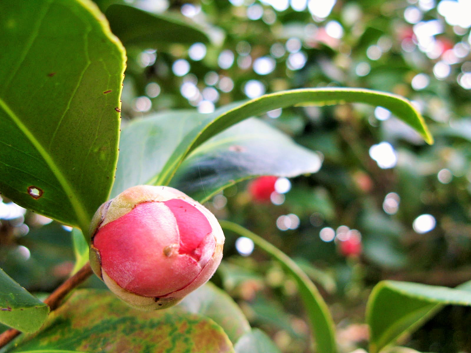 霊園に咲く今年の生花リレーのトップバッター。