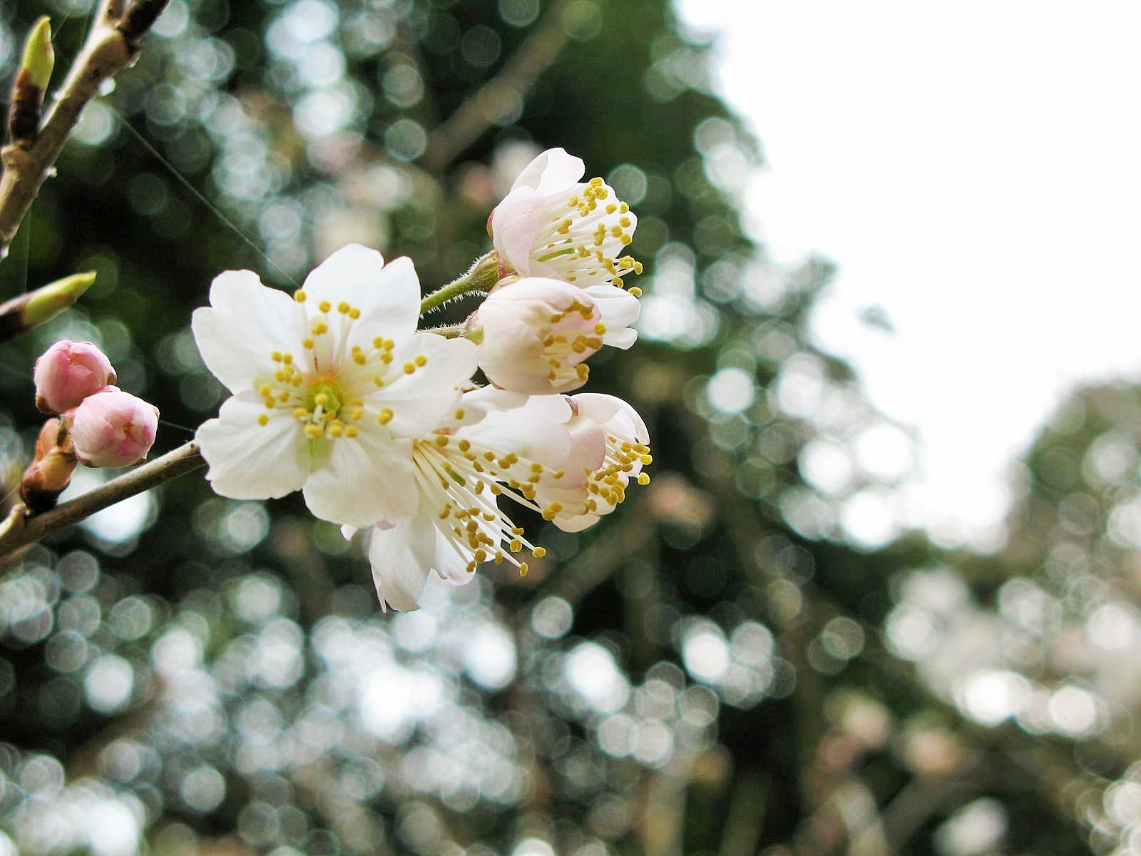 霊園スタッフの期待を裏切らない早咲きの白い桜。