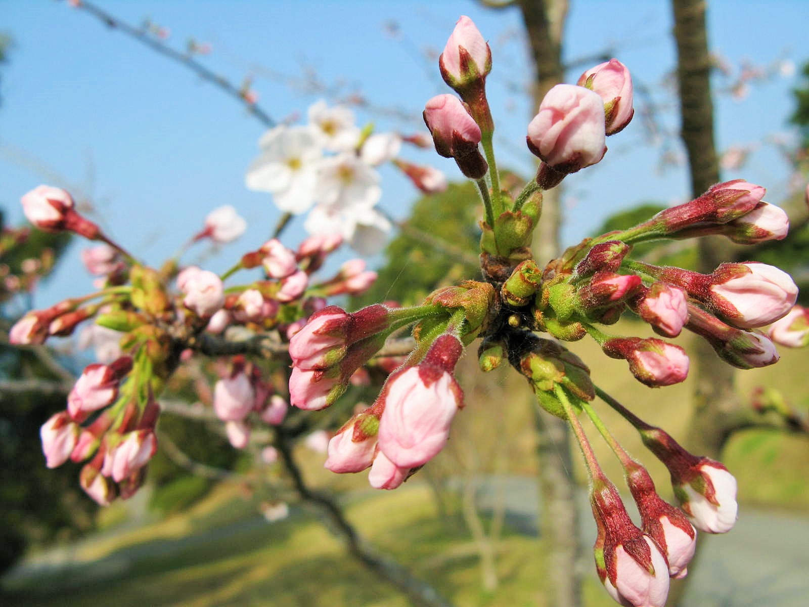 霊園に桜の花火が打ち上がりはじめています。