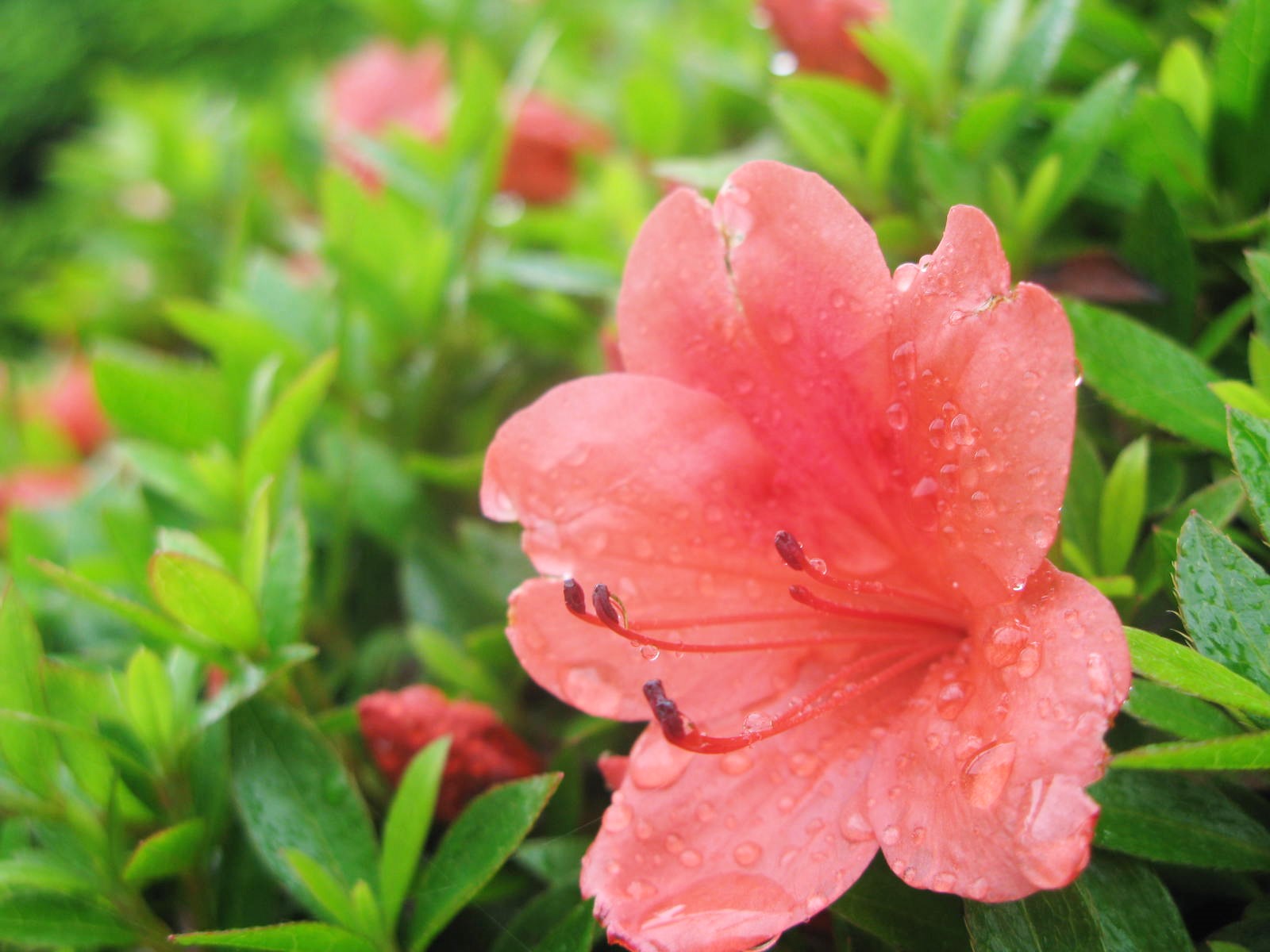 霊園の生花リレー。現在の走者はサツキ。