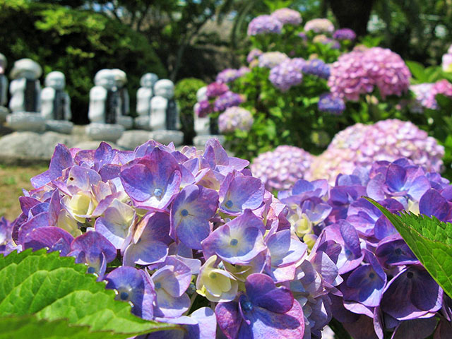 霊園の生花リレーは、アジサイへ。